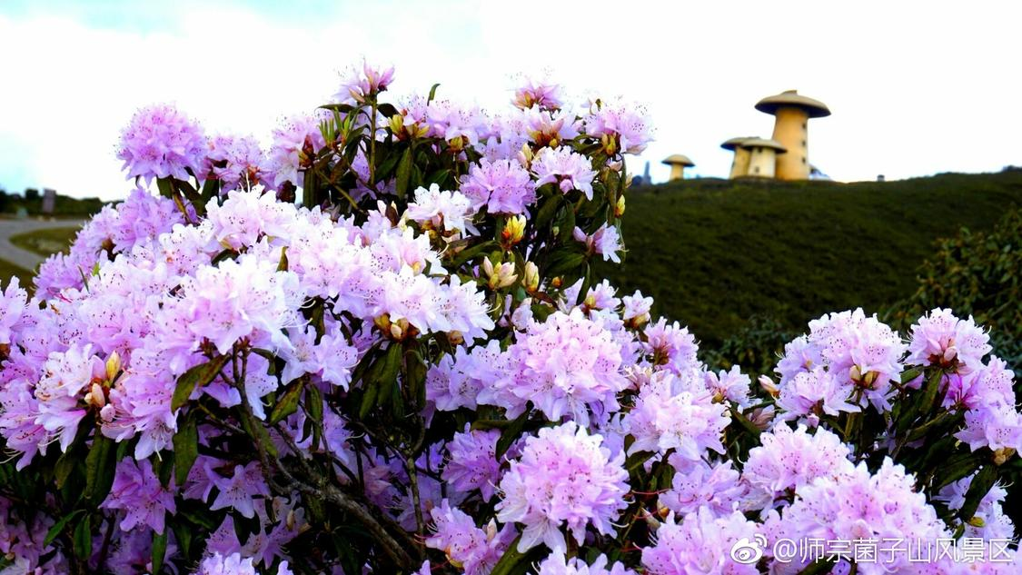 ks业务自助下单平台收藏